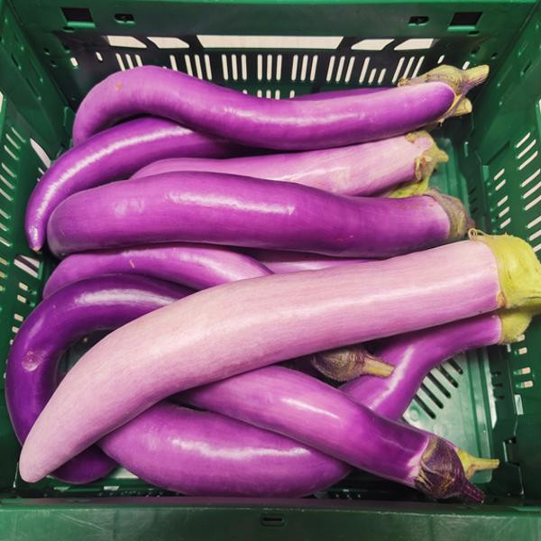 Produktfoto zu Aubergine "Japanische Gourmet"