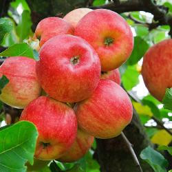 Photo de produit pour Pommes "Rubinette", variété vraiment ancienne