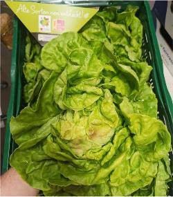 Produktfoto zu Kopfsalat grün