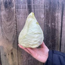 product photo for Pointed cabbage (mini), regional harvest