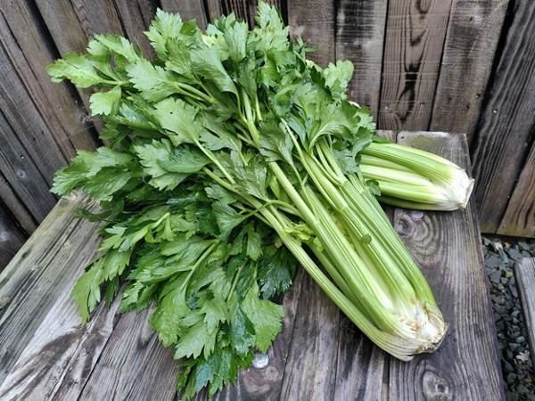 product photo for Cabbage celery