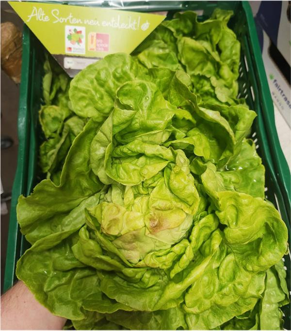 Produktfoto zu Kopfsalat grün