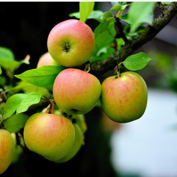 product photo for Goldparmäne" apples, genuine old variety