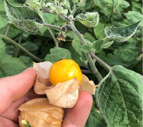 Produktfoto zu Physalis, deutsche Ernte