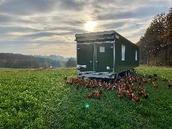 Produktfoto zu Mobil-Stall-Eier regional