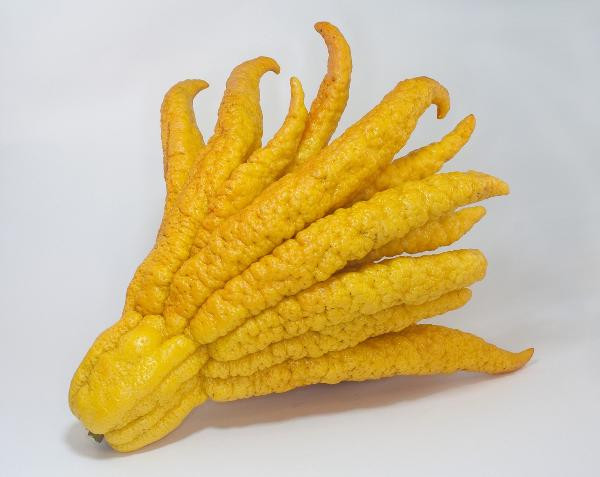 Produktfoto zu Buddhas Hand Zitrone