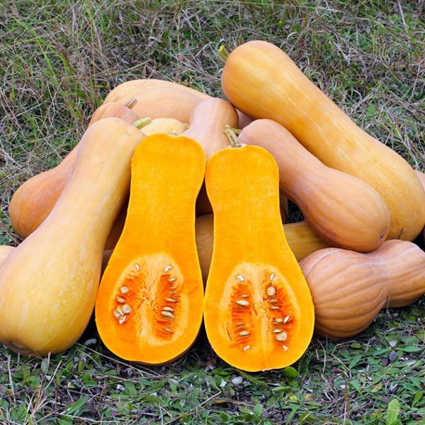 Photo de produit pour Gourge "Butternut"