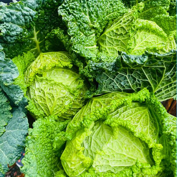 product photo for Savoy cabbage, regional harvest