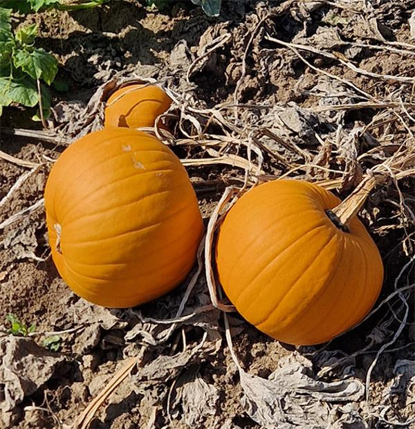 Photo de produit pour Gourge Halloween