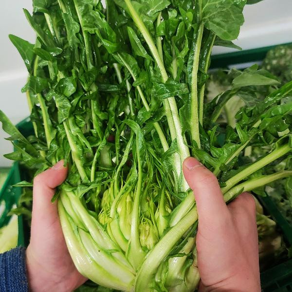 Produktfoto zu Puntarelle