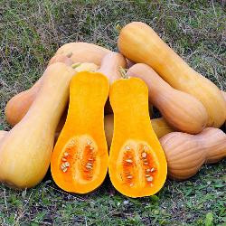 Produktfoto zu Kürbis "Butternut", regionale Ernte