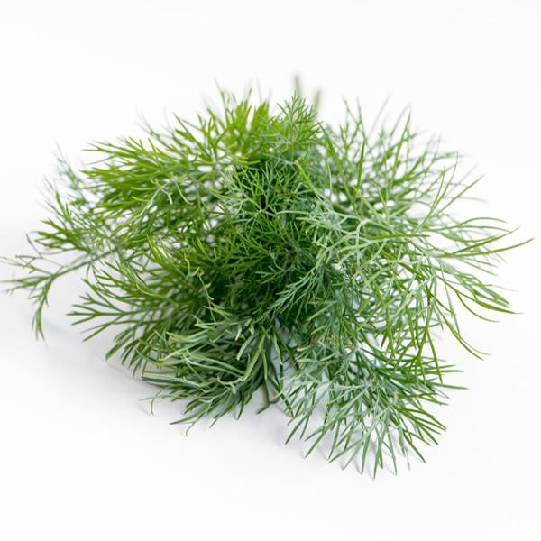 product photo for Dill