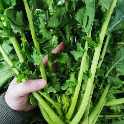 Produktfoto zu Cime di Rapa "Stängelkohl"