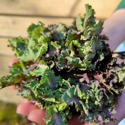 Produktfoto zu Flower Sprout Röschen, regionale Ernte