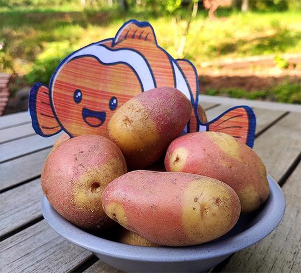 Produktfoto zu Gourmetkartoffeln "Nemo", regionale Ernte