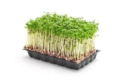 product photo for Cress