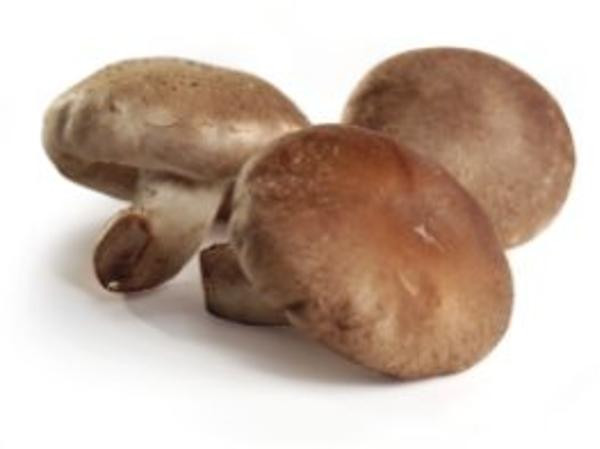 Produktfoto zu Shiitake-Pilze, regionale Ernte