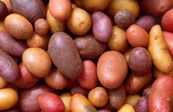 Produktfoto zu Kartoffeln "Bunte Kollektion", regionale Ernte