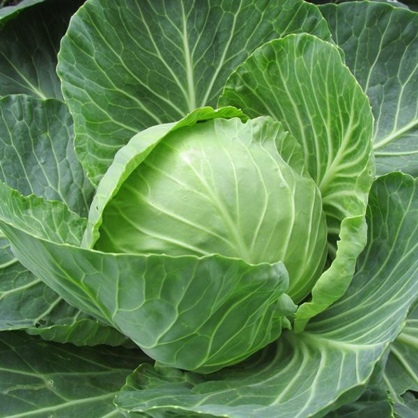 product photo for White cabbage, regional harvest