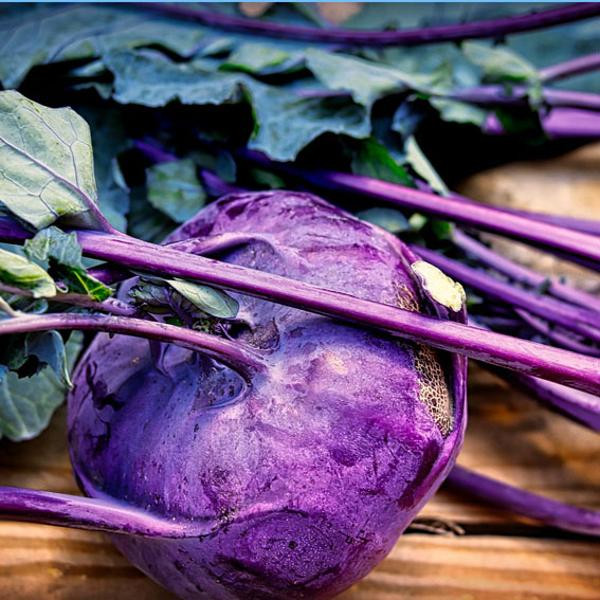 Produktfoto zu Kohlrabi "Dyna", echt alte Sorte