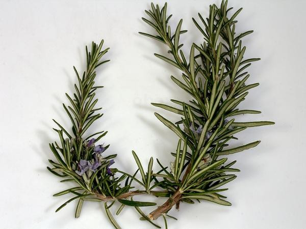 product photo for Rosemary