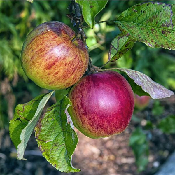 Produktfoto zu Äpfel "Boskoop", echt alte Sorte