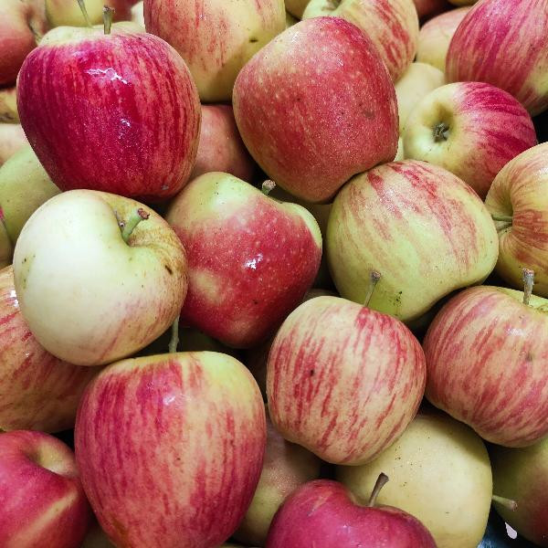 product photo for Apples "Swing" regional harvest